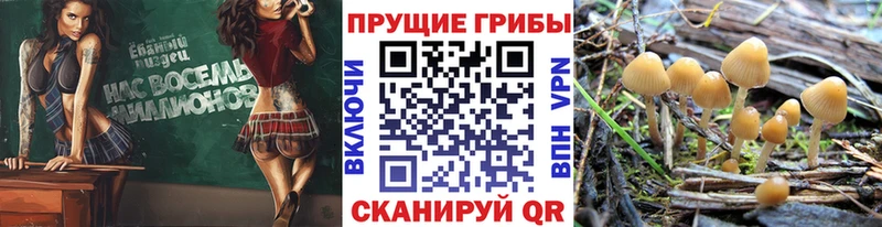 кракен онион  Ардон  Псилоцибиновые грибы ЛСД  наркошоп 